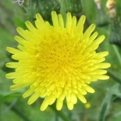 Sonchus oleraceus (Annual Sowthistle) at Holt, ACT - 17 Oct 2020 by Christine