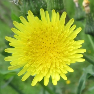 Sonchus oleraceus (Annual Sowthistle) at Woodstock Nature Reserve - 17 Oct 2020 by Christine