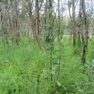 Sonchus oleraceus at Holt, ACT - 17 Oct 2020