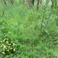 Sonchus oleraceus at Holt, ACT - 17 Oct 2020