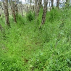 Galium aparine (Goosegrass, Cleavers) at Holt, ACT - 17 Oct 2020 by Christine