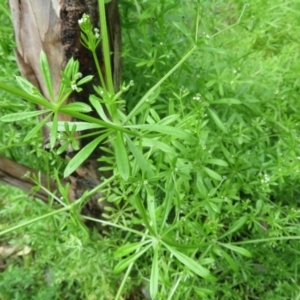 Galium aparine at Holt, ACT - 17 Oct 2020 11:20 AM