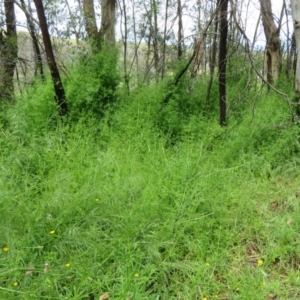 Galium aparine at Holt, ACT - 17 Oct 2020