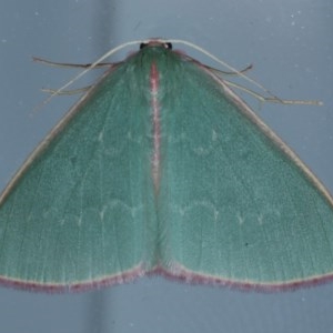 Chlorocoma undescribed species MoVsp3 at Lilli Pilli, NSW - 6 Oct 2020