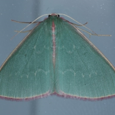 Chlorocoma undescribed species (sp.3 MoV) (An Emerald moth) at Lilli Pilli, NSW - 6 Oct 2020 by jb2602