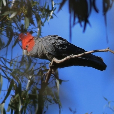 Callocephalon fimbriatum (Gang-gang Cockatoo) at Felltimber Creek NCR - 19 Oct 2020 by KylieWaldon