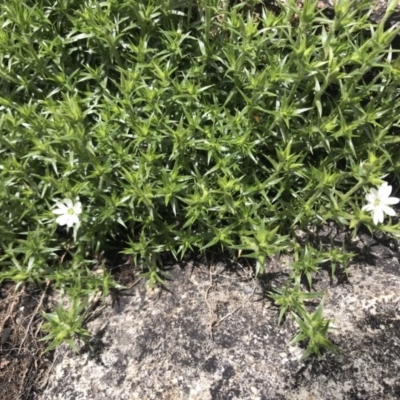 Stellaria pungens (Prickly Starwort) at Cotter River, ACT - 16 Oct 2020 by BrianH