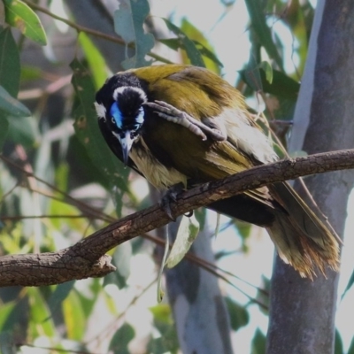 Entomyzon cyanotis (Blue-faced Honeyeater) at Willow Park - 19 Oct 2020 by KylieWaldon