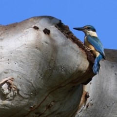 Todiramphus sanctus (Sacred Kingfisher) at Wodonga - 18 Oct 2020 by KylieWaldon