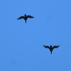 Phalacrocorax carbo (Great Cormorant) at West Wodonga, VIC - 19 Oct 2020 by KylieWaldon