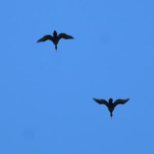 Phalacrocorax carbo at West Wodonga, VIC - 19 Oct 2020 08:00 AM