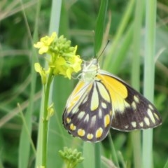 Belenois java (Caper White) at Holt, ACT - 17 Oct 2020 by Christine