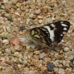 Belenois java at Holt, ACT - 17 Oct 2020 12:08 PM