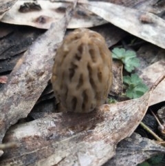 Morchella elata group (Morel) at Namadgi National Park - 24 Sep 2020 by BrianH