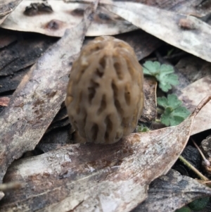 Morchella elata group at Cotter River, ACT - 24 Sep 2020 01:48 PM