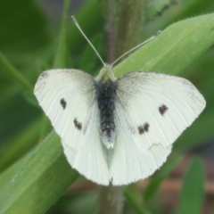 Pieris rapae (Cabbage White) at Holt, ACT - 16 Oct 2020 by Christine