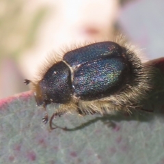 Liparetrus sp. (genus) (Chafer beetle) at Mount Mugga Mugga - 15 Oct 2020 by Christine