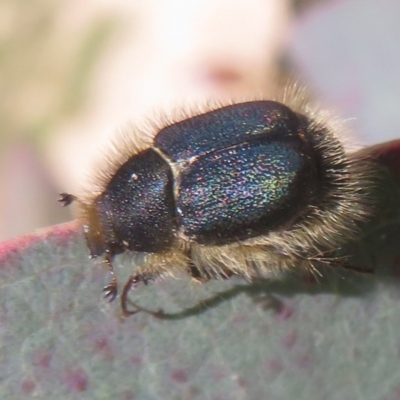 Liparetrus sp. (genus) (Chafer beetle) at Mount Mugga Mugga - 15 Oct 2020 by Christine