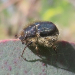 Liparetrus sp. (genus) at Symonston, ACT - 15 Oct 2020