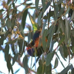 Trichoglossus moluccanus (Rainbow Lorikeet) at Willow Park - 18 Oct 2020 by Kyliegw