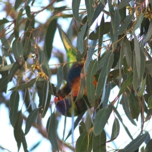 Trichoglossus moluccanus at Wodonga, VIC - 19 Oct 2020 09:30 AM