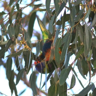 Trichoglossus moluccanus (Rainbow Lorikeet) at Wodonga - 18 Oct 2020 by Kyliegw