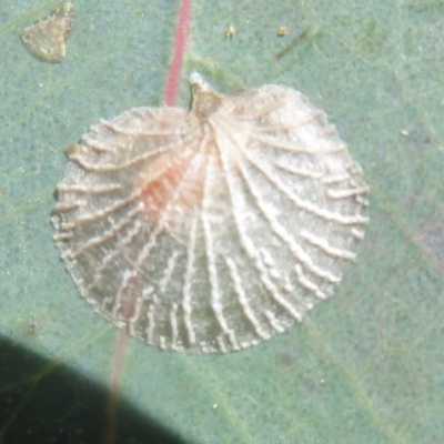 Creiis costatus (A lerp of eucalypts) at Symonston, ACT - 14 Oct 2020 by Christine