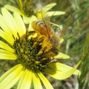 Apis mellifera at Symonston, ACT - 15 Oct 2020 10:47 AM