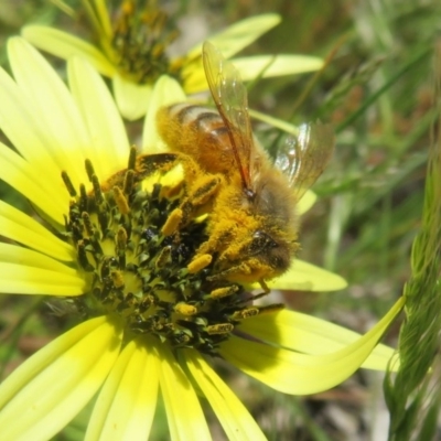 Apis mellifera (European honey bee) at Symonston, ACT - 14 Oct 2020 by Christine