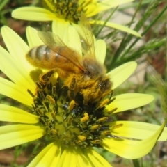 Apis mellifera at Symonston, ACT - 15 Oct 2020