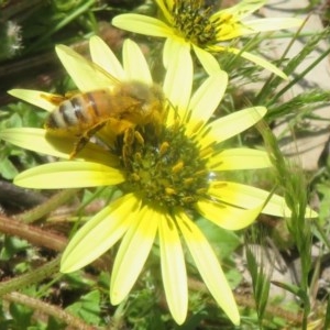 Apis mellifera at Symonston, ACT - 15 Oct 2020 10:47 AM