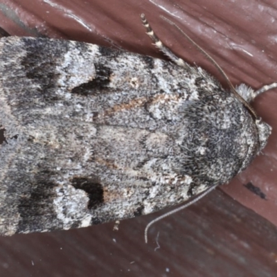 Thoracolopha flexirena (Zoned Noctuid) at Lilli Pilli, NSW - 6 Oct 2020 by jb2602
