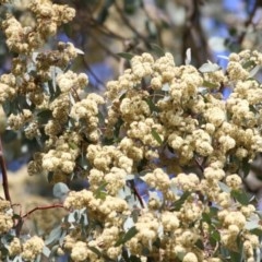 Eucalyptus polyanthemos (Red Box) at Wodonga, VIC - 18 Oct 2020 by Kyliegw