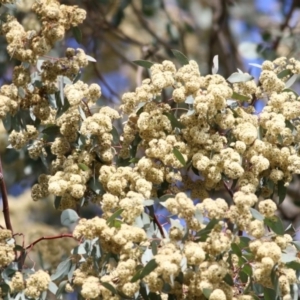 Eucalyptus polyanthemos at Wodonga - 19 Oct 2020