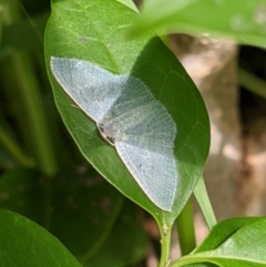 Poecilasthena thalassias (Sea-blue Delicate) at Springdale Heights, NSW - 18 Oct 2020 by ChrisAllen