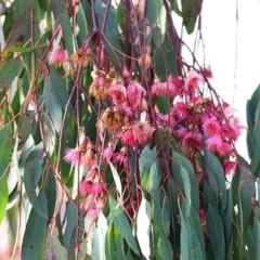 Eucalyptus sideroxylon (Mugga Ironbark) at Wodonga, VIC - 19 Oct 2020 by KylieWaldon