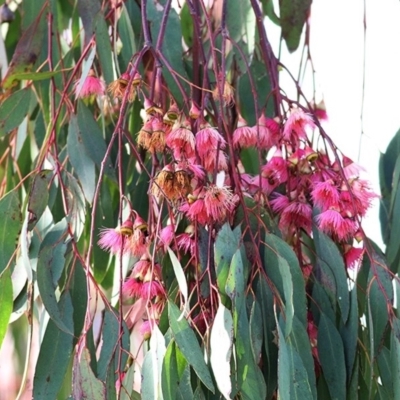 Eucalyptus sideroxylon (Mugga Ironbark) at Wodonga, VIC - 18 Oct 2020 by Kyliegw