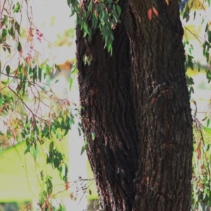 Eucalyptus sideroxylon at Wodonga, VIC - 19 Oct 2020 09:30 AM