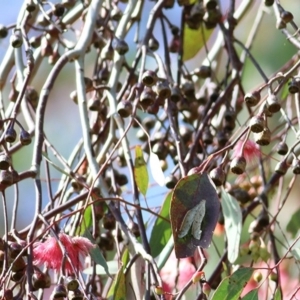 Eucalyptus sideroxylon at Wodonga, VIC - 19 Oct 2020