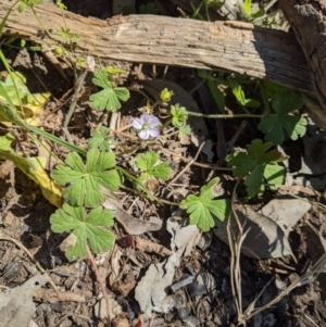 Geranium sp. at Springdale Heights, NSW - 19 Oct 2020 10:15 AM