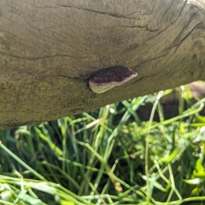 Unidentified Fungi at Albury - 18 Oct 2020 by ChrisAllen