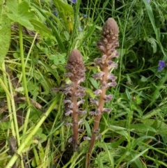 Orobanche minor (Broomrape) at Red Light Hill Reserve - 18 Oct 2020 by ChrisAllen