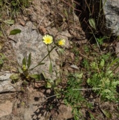 Tolpis barbata (Yellow Hawkweed) at Red Light Hill Reserve - 19 Oct 2020 by ChrisAllen