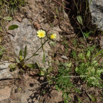 Tolpis barbata (Yellow Hawkweed) at Albury - 19 Oct 2020 by ChrisAllen