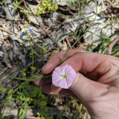 Convolvulus angustissimus subsp. angustissimus (Australian Bindweed) at Red Light Hill Reserve - 19 Oct 2020 by ChrisAllen