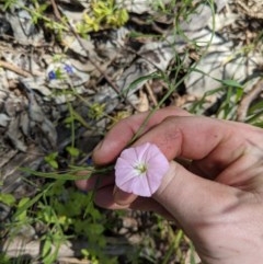 Convolvulus angustissimus subsp. angustissimus (Australian Bindweed) at Red Light Hill Reserve - 19 Oct 2020 by ChrisAllen