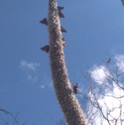 Xanthorrhoea glauca subsp. angustifolia (Grey Grass-tree) at Namadgi National Park - 18 Oct 2020 by Greggy