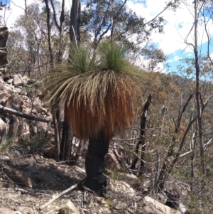 Xanthorrhoea glauca subsp. angustifolia at Paddys River, ACT - 18 Oct 2020