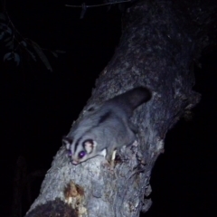 Petaurus notatus (Krefft’s Glider, formerly Sugar Glider) at Calwell, ACT - 16 Oct 2020 by ChrisHolder