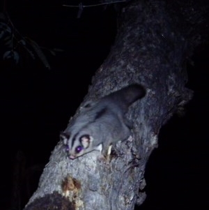 Petaurus notatus at Calwell, ACT - 16 Oct 2020 11:37 PM